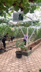 Weight herba Paket Susu Penambah  Berat Badan Isi 200 Gram 1 Box