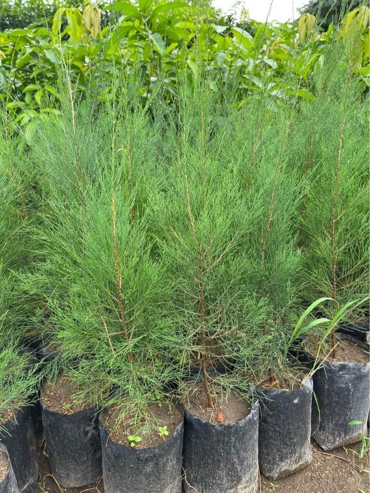 Agoho Ironwood coastal pine tree seedlings 3ft | Lazada PH