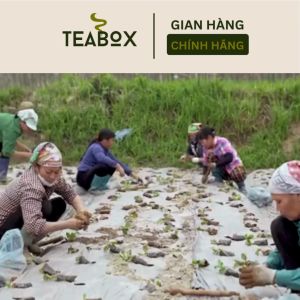 Trà Đu Đủ Đực Xạ Đen tốt cho người ung bướu ngăn ngừa ung thư| hộp 30 gói x 3g túi lọc Teabox