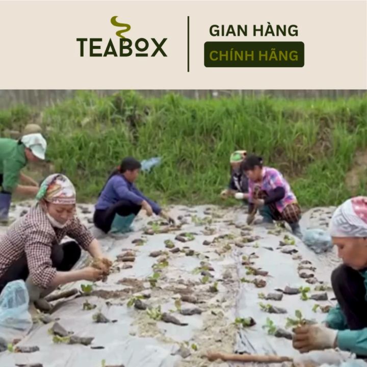 Trà Đinh Lăng Tăng Tuần Hoàn Não,Lưu Thông Máu Bổ Khí Huyết | Hộp 30 ...