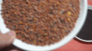 Hạt giống rau mầm củ cải trắng dễ trồng nảy mầm cực tốt