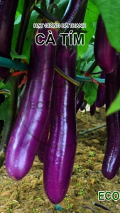 [EcoSeeds] Combo 2 Gói Hạt Giống Cà Tím Nông Hưng Phú - Giống F1 Sinh Trưởng Mạnh - Gói 1g