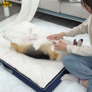 🔥🔥🔥Dod Bed Plush Memory Foam Dog Bed with Removable Washable Cover Pet Cat Bed Dog Kennel with Waterproof Lining