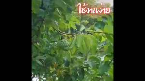 COD ถุง ห่อ ผลไม้ แบบ หูรูด ถุงห่อผลไม้ 100ชิ้น ขนาด 20x30 ซม สามารถนำกลับมาใช้ได้อีก ถุงตาข่ายไนล่อน