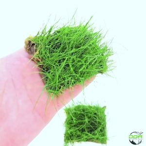 Aquatic Carpet Plants Mini Hair Grass Eleocharis acicularis Mini(草皮迷你牛毛毯)