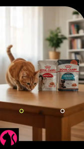 Royal Canin Adult Wet Cat Food 85g Gravy Pouch | Hairball Care Urinary Care & Instinctive Feline Health Nutrition | Thin Slices in Gravy Premium Cat Pouch for Ideal Weight & Urinary Health Support [New Stock]