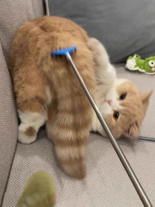 GUOQI | Entertainment Massage Grooming Toy for Cats