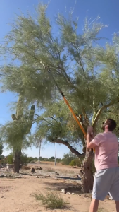 หัวกรรไกรกระตุกกิ่งไม้สูง สายกระตุกยาว 3.50 เมตร