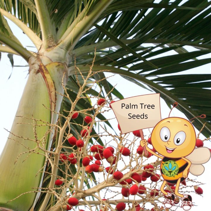 Binhi Palmera Palm Tree Niyog Niyugan 5 Seeds Pantanim Outdoor Plant