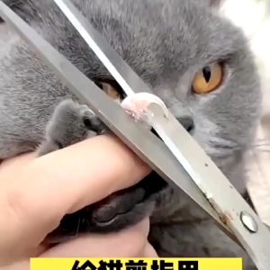 Pet Cat Nail Cutter With Hole Dog Nail Clippers Stainless With Silicon Handle dog Cat Nail Cutter