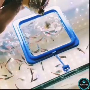 Aquarium Fish Feeder Feeding Ring Circle Square Floating Food Tray Square / Circle Fish Food Pellet Flake