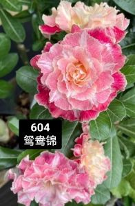 Adenium Obesum Bonsai ID 604 鸳鸯锦 富贵花