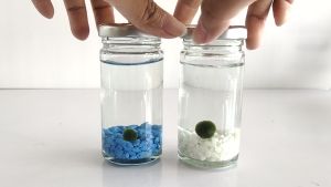 3 มาริโมะ เซ็ตพร้อมขวด เริ่มต้น 69 บาท สาหร่ายนำโชค Marimo ยี่ปุ่น #U