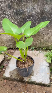 Cây Đại Hoàng Phú - Tổng thể tầm 50-60 cm - Kiểng lá decor sang trọng!