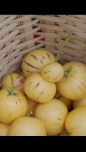 Hạt giống dưa hấu pepino-gói 4 hạt-tặng kèm phân bón