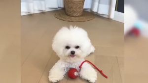 Cat Toy Interactive Ball Auto Electric Rolling Ball For Cats/Dog Pets Usb Rechargeable Pet Toys