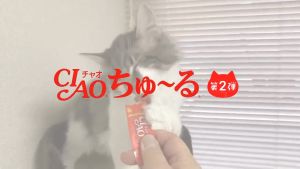 Ciao Churu Cat Treats (14g x 50 pcs per jar)