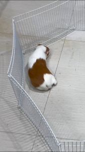 คอกกั้นใส สำหรับสัตว์เลี้ยง แฮมสเตอร์ เม่นแคระ ดอเมาท์ มี 2 แบบ สีรวม กับ สีขาวล้วน เพื่อให้คุณสัตว์เลี้ยงมีความสวยงามและความมั่นใจ