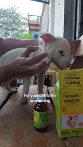 Free 3cc Syringe and Suspension Nematocide Pet Vitamins Medicine