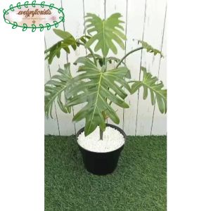 Pohon Hias Artificial Daun Jari Philo X7 Latex Pot Dasar Hitam Hiasan Caffe Dekorasi Rumah