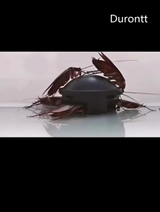 Japan Cockroach Killer Bait Cockroach Killer For Home Household Kitchen Cockroach Repellant Cockroach Killing Bait Cockroach Trap Cockroach Bait Cockroach Gel Bait Cockroach Medicine Roach Killer Tkill Cockroach Cockroach Eliminator Pesticide Pest