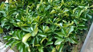 ต้นส้มโอทับทิมสยาม เนื้อแดง ผิวเขียวมัน กลีบกรุบ ไม่มีเมล็ด, กลิ่นหอมหวานมาก