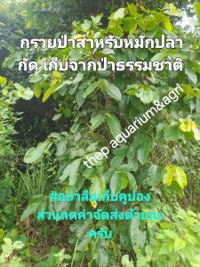 กรวยป่า มีใบความรู้อธิบายการหมักปลา