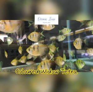 【Ocean Zone】Coloured Widow Tetra / Tiger Luminus / Colourful Luminus (Live Fish with DOA)
