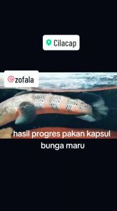 Pakan Chana & Kapsul Bunga Maru: Maksimalkan Pertumbuhan Cabang & Bunga