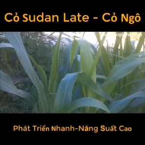 Hạt giống cỏ Sudan Super BMR - Cỏ Họ Ngô (gói 200g) - Hạt Giống Cỏ Chăn Nuôi