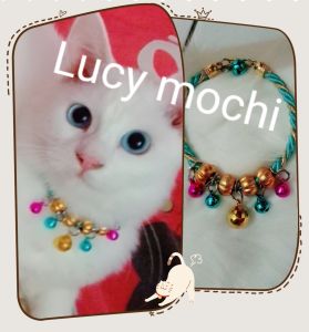kalung kucing mewah dan elegant biru muda yg menawan bikin kucing  jadi canrik lucu  bikin gemes