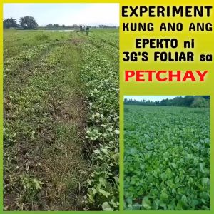 ROS 3GS SUPER FOLIAR (JAPAN TECHNOLOGY) with Measuring cup on 5L/4L/1L ONLY 500ML/250ML - All In One Bustimulant