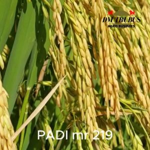 Padi MR219 MR 219 BERAT 5KG TERBARU