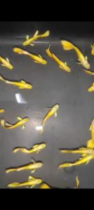 Full Gold Guppy 黄金孔雀鱼