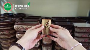 Pot Bonsai Keramik Mini Tinggi: Pilihan Ideal untuk Ruangan Kecil