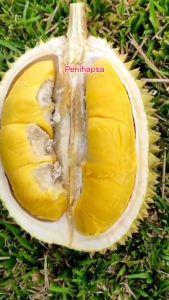 Bibit Durian Bawor Super Okulasi