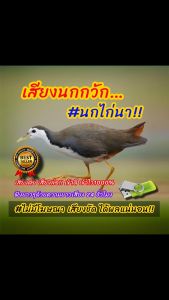 เสียงนกกวัก เสียงต่อนกกวัก เสียงนกไก่นา ต่อเข้าเร็ว USBแฟลชไดร์ฟเสียงต่อนกกวัก เสียงดี ชัด100% ไม่มีโฆษณาแทรก (MP3 เสียงต่อสัตว์)