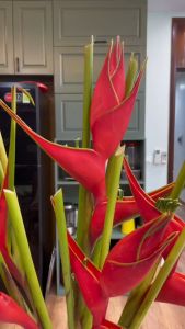 củ giống hoa chuối én đỏ (chuối cá chép)