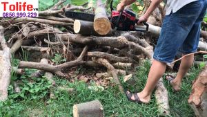 máy cưa xích chạy xăng CX68 tặng bình pha nhớt máy cưa xích lam 5 tấc máy cưa cây.