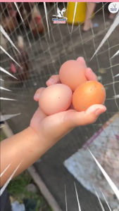 มิกซ์อิท (Mix It) จุลินทรีย์ผง สำหรับผสมอาหารสัตว์ 200 กรัม