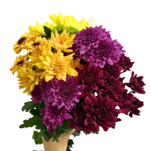 Chrysanthemum Fresh Flower Pom Pom Cameron Highlands Mix Assorted Colour 7 Stems
