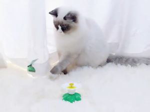 TY Mainan Kucing Kupu-Kupu Elektrik Berputar 360° Mainan Interaktif Cat Toy Electric Butterfly Teaser Edukasi
