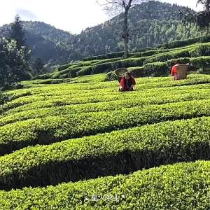 Fresh 2025 Spring Harvest Bi Luo Chun Loose Green Tea 1jin