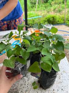 ️3 ถุง 50บาท ต้นพลูคาว หรือ ต้นคาวตอง ต้นแข็งแรง พร้อมส่ง ในถุงดำ ถุงดำละ 39 บาท 3 ถุง 50 บาท️