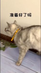 kacamata kucing kacamata anjing kacamata hitam hewan peliharaan anti UV lucu -lucu