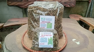 100g cây rau diệu sấy khô hữu cơ TẶNG 50G CỎ NGỌT