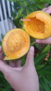 Bibit Mangga Alpukat Hasil Okulasi