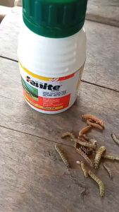 Fenite 150OD 100 ml Insektisida Pembasmi Ulat Membandel/Insektisida Fenite 150 OD 100 ml