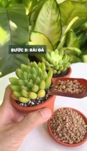 [1kg] Đá Masato - Loại cao cấp sạch bụi không vụn - Rải mặt Kích rễ giúp sen đá lên màu nhanh