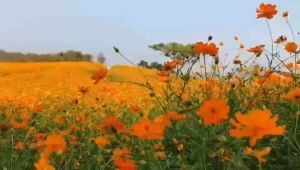 (Gói 300 hạt)Hạt Giống Hoa Sao Nhái F1 Mix Vàng Cam-Dễ Trồng Hoa Nở Đẹp